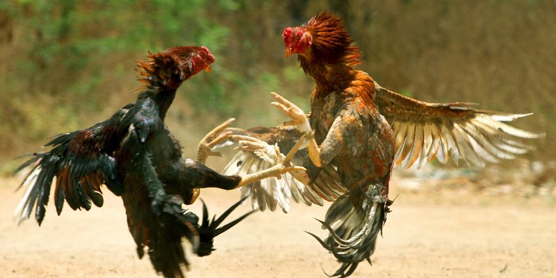Cách Thức Chơi