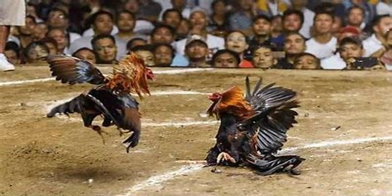 Cách Thực Hiện Đá Gà Đòn Eu88