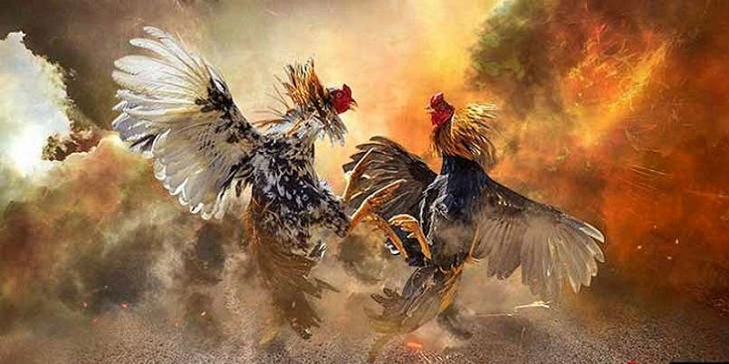 Nguồn Gốc Của Đá Gà