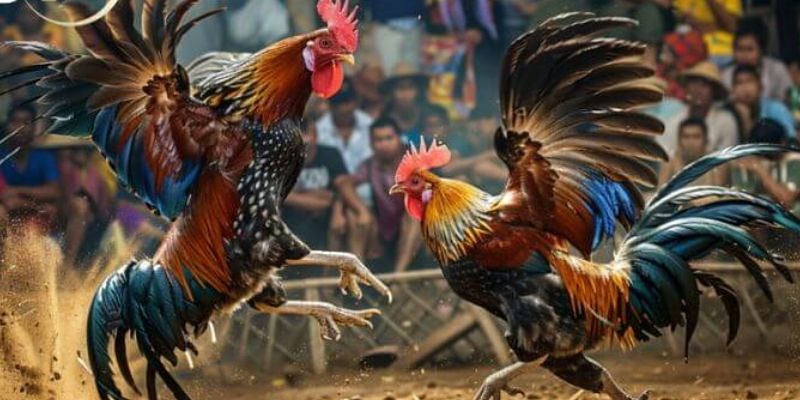 Nguồn Gốc và Lịch Sử Đá Gà Đòn Eu88