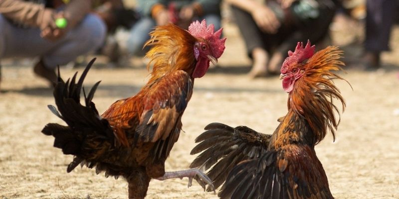 Những Lời Khuyên Khi Tham Gia Đá Gà Eu88