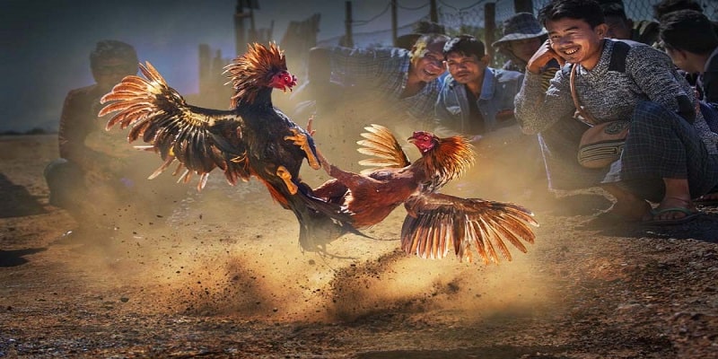Những ưu điểm nổi bật của Ws168 Đá Gà Eu88