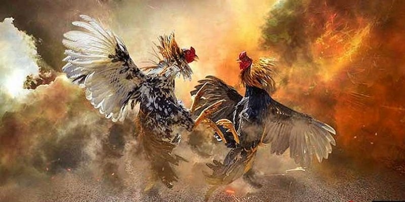 Tìm Hiểu Về Đá Gà Thomo Eu88
